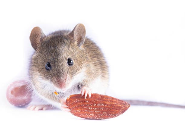 Mouse Meatinc – Your Trusted Pest Prevention Experts!
