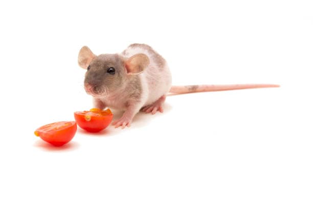 <p>At Mouse Meatinc, we are dedicated to providing high-quality, nutritious, and sustainable mouse m...