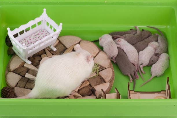 Eco-Friendly Rodent Control: Natural Ways to Keep Mice Away Safe, Natural, and Effective Rodent Control for a Greener Home